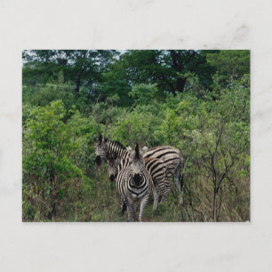 zebra briefkaart