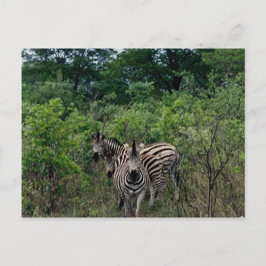 zebra briefkaart (Voorkant)