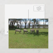 Zebra Briefkaart (Voorkant / Achterkant)