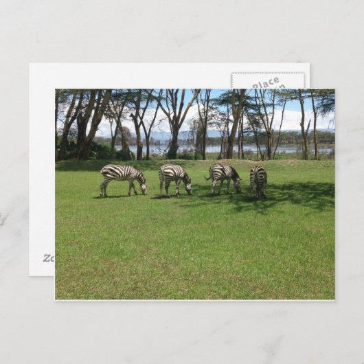 Zebra Briefkaart (Voorkant / Achterkant)