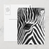 Zebra Briefkaart (Voorkant / Achterkant)