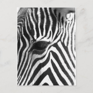 Zebra Briefkaart
