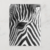 Zebra Briefkaart (Voorkant)