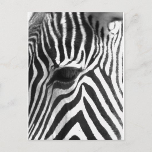 Zebra Briefkaart (Voorkant)