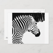Zebra Briefkaart (Voorkant / Achterkant)