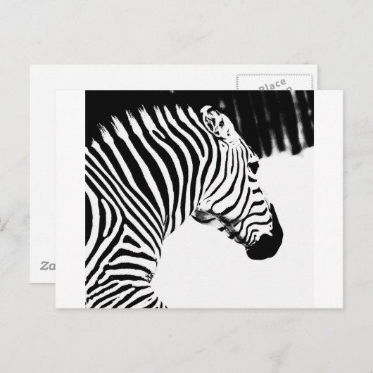 Zebra Briefkaart (Voorkant / Achterkant)