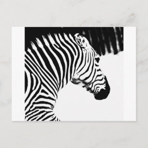 Zebra Briefkaart