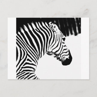 Zebra Briefkaart