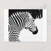 Zebra Briefkaart (Voorkant)