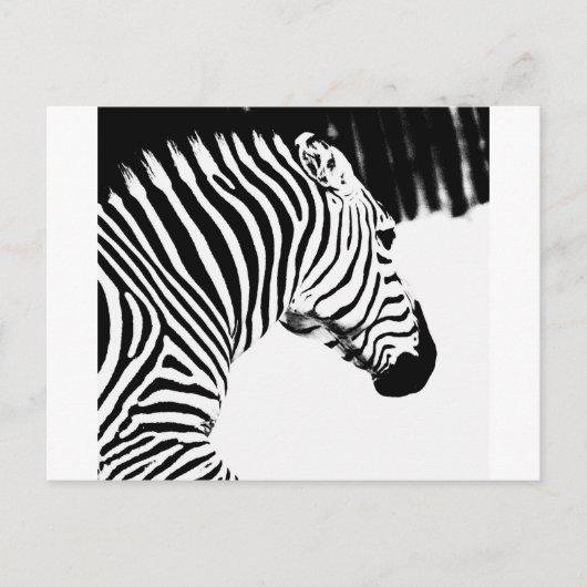 Zebra Briefkaart (Voorkant)