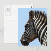 zebra briefkaart (Voorkant / Achterkant)