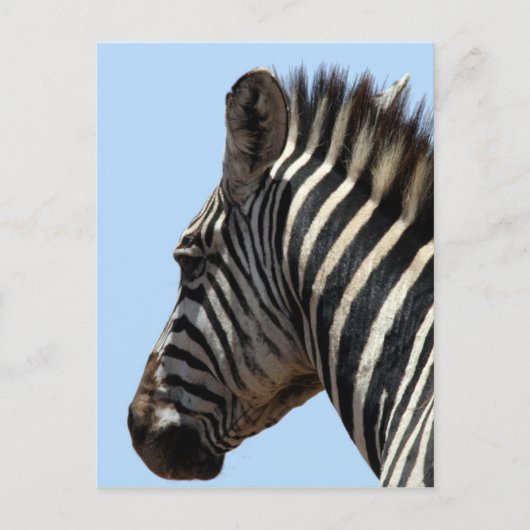 zebra briefkaart (Voorkant)
