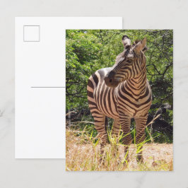 Zebra Briefkaart