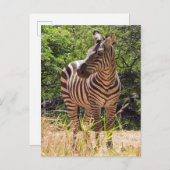 Zebra Briefkaart (Voorkant / Achterkant)