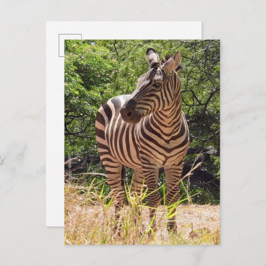 Zebra Briefkaart (Voorkant / Achterkant)
