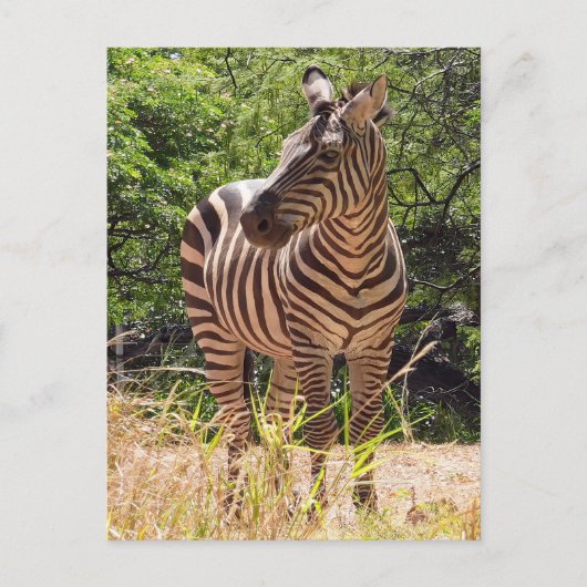 Zebra Briefkaart (Voorkant)