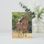 Zebra Briefkaart (Staand voorkant)