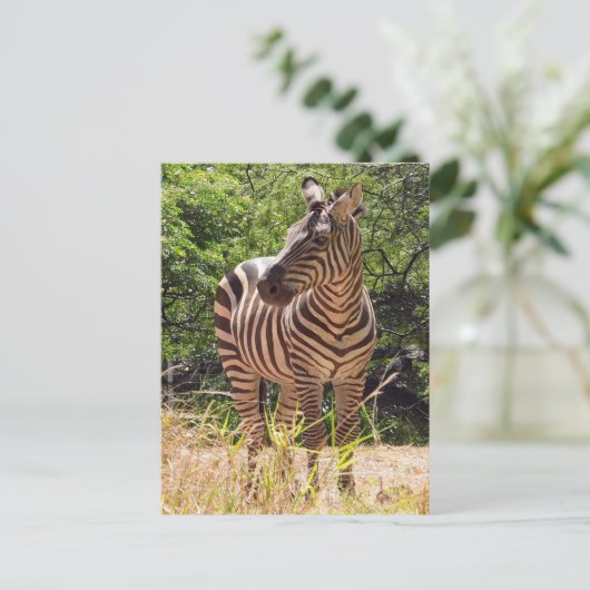 Zebra Briefkaart (Staand voorkant)