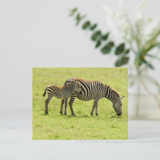 Zebra Briefkaart (Staand voorkant)