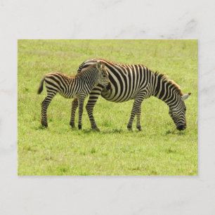 Zebra Briefkaart