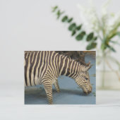 Zebra Briefkaart (Staand voorkant)