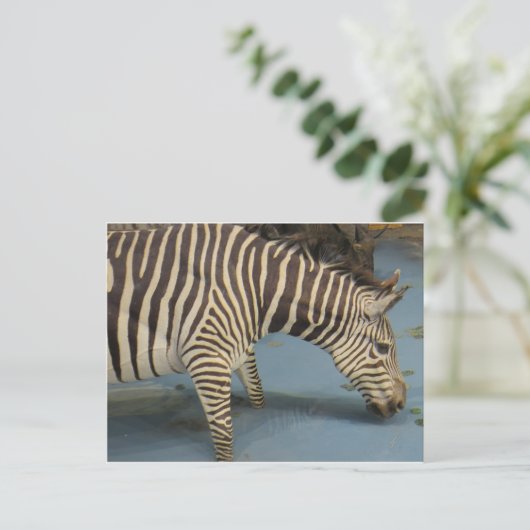 Zebra Briefkaart (Staand voorkant)