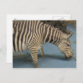 Zebra Briefkaart (Voorkant / Achterkant)