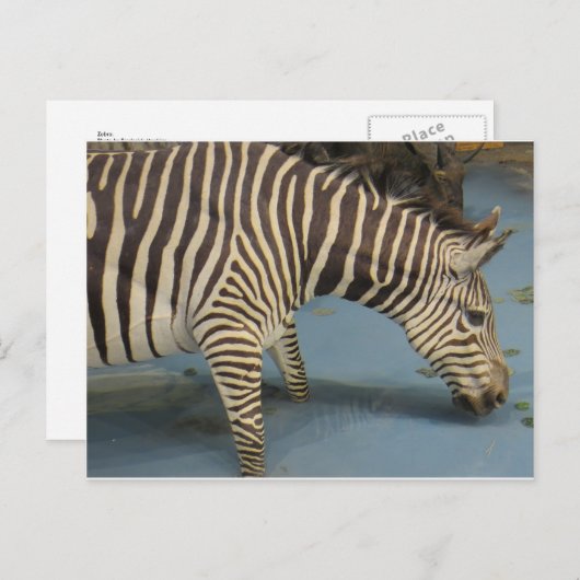 Zebra Briefkaart (Voorkant / Achterkant)