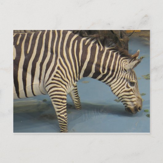Zebra Briefkaart (Voorkant)
