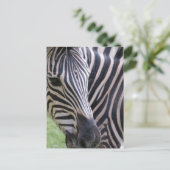 Zebra Briefkaart (Staand voorkant)