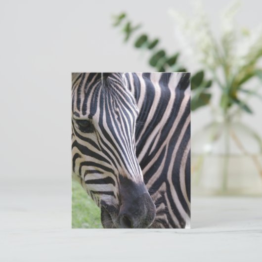 Zebra Briefkaart (Staand voorkant)