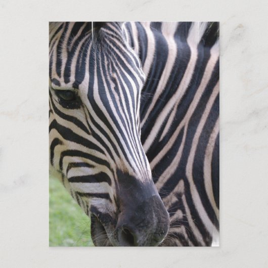 Zebra Briefkaart (Voorkant)