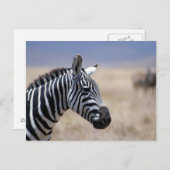 Zebra Briefkaart (Voorkant / Achterkant)