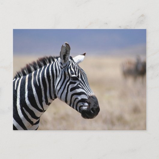 Zebra Briefkaart (Voorkant)