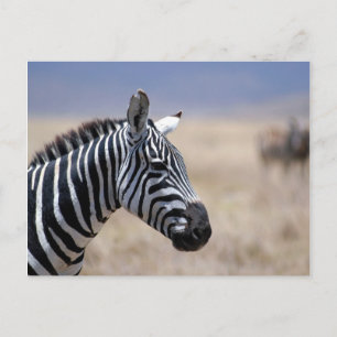 Zebra Briefkaart
