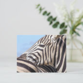 Zebra Briefkaart (Staand voorkant)