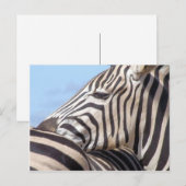 Zebra Briefkaart (Voorkant / Achterkant)