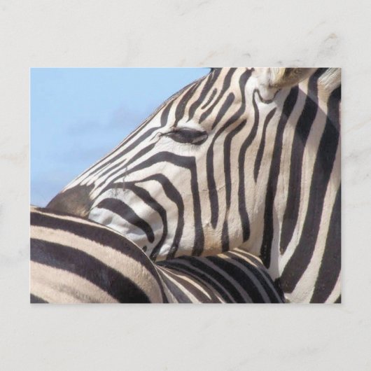 Zebra Briefkaart (Voorkant)