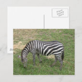 Zebra Briefkaart (Voorkant / Achterkant)