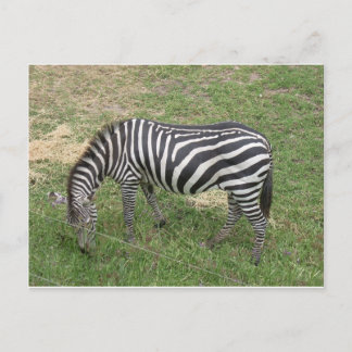 Zebra Briefkaart