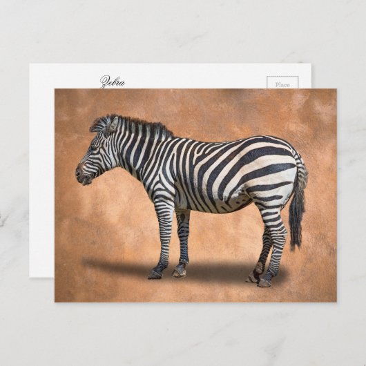 ZEBRA BRIEFKAART (Voorkant / Achterkant)