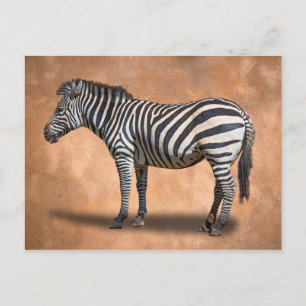 ZEBRA BRIEFKAART