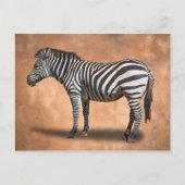 ZEBRA BRIEFKAART (Voorkant)