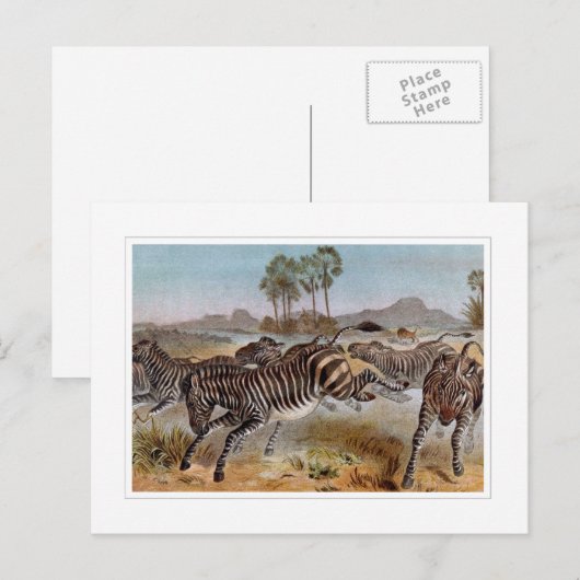 Zebra Briefkaart (Voorkant / Achterkant)