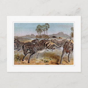 Zebra Briefkaart