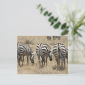 zebra briefkaart (Staand voorkant)