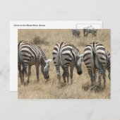 zebra briefkaart (Voorkant / Achterkant)
