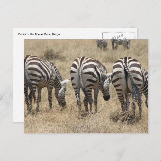 zebra briefkaart (Voorkant / Achterkant)