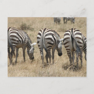 zebra briefkaart