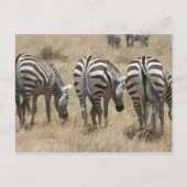 zebra briefkaart (Voorkant)